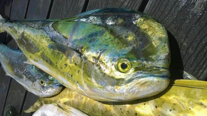 11262134_10153316565734210_4496759580979302_n