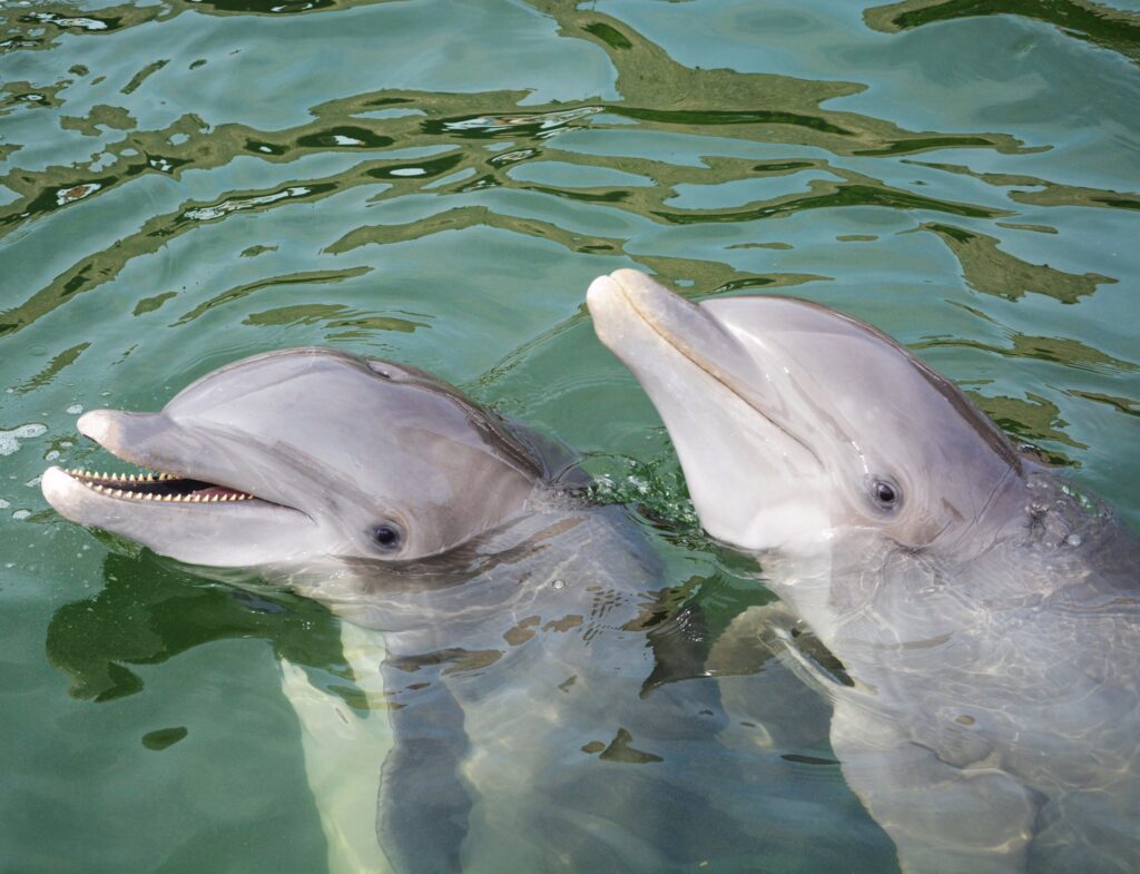 Swim With Dolphins