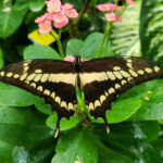 KWButterfly_6