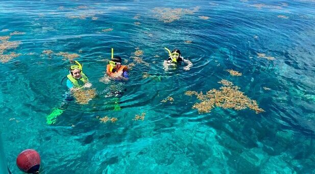 Marathon Mermaid Charters Snorkling