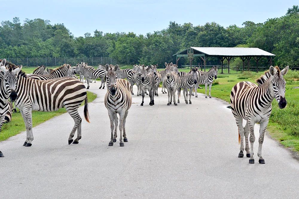 Lion Country Safari
