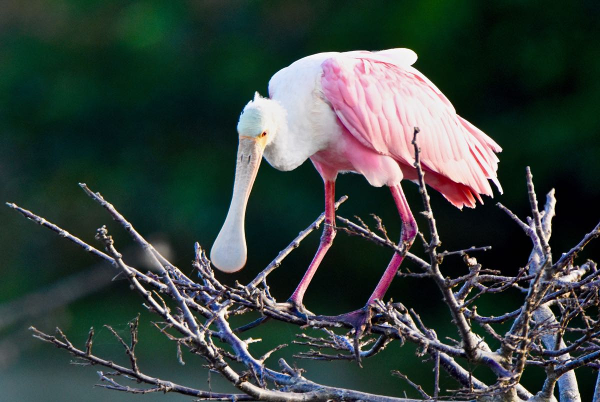 Wakodahatchee Wetlands