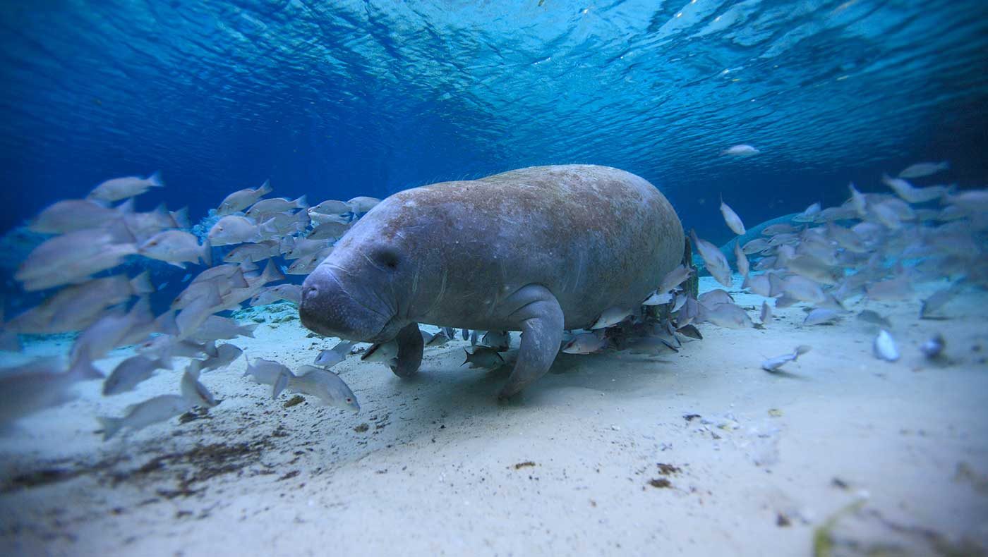 Everglades, Florida Adventures