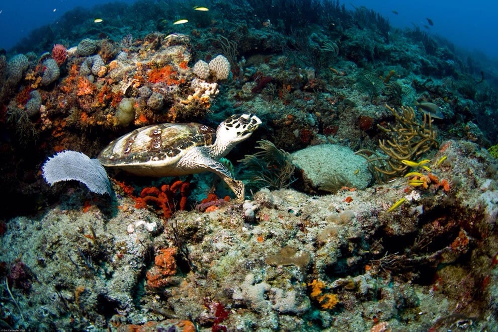 Capt. Hook's Dive Key West