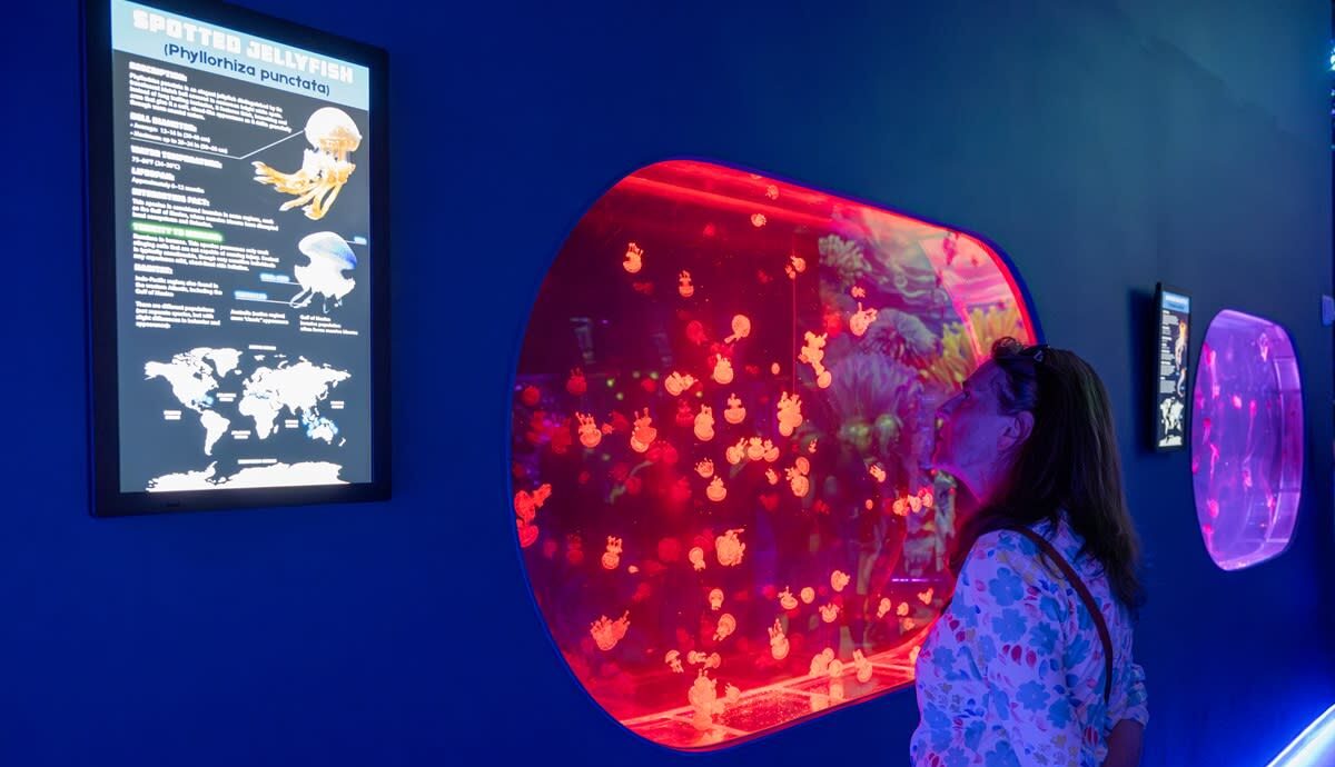 Jellyfish Museum Interaction