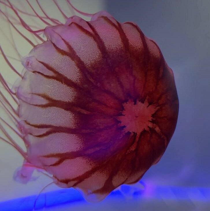 Jellyfish Museum Jellyfish