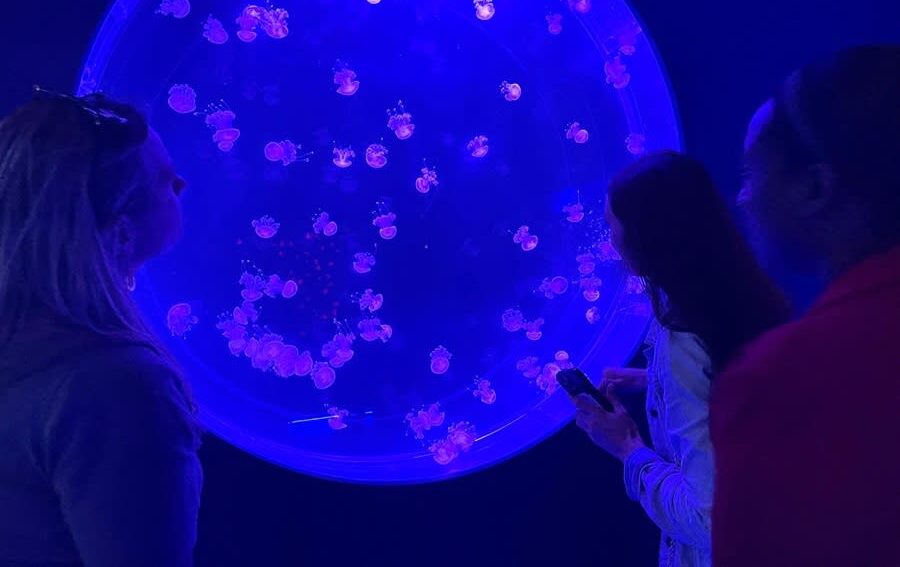 Jellyfish Museum Viewing