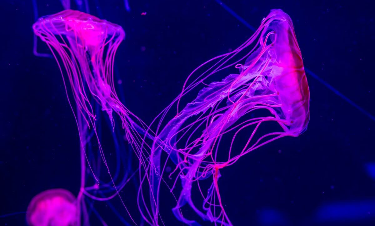 Jellyish Museum Stinging Jellyfish