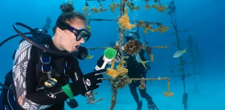 Coralpalooza 2026